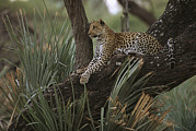 Leopard Panthera Pardus Lounging Photograph by Pete Oxford Leopard Panthera Pardus Lounging Photograph by Pete Oxford