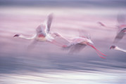Lesser Flamingo Phoenicopterus Minor Photograph by Gerry Ellis Lesser Flamingo Phoenicopterus Minor Photograph by Gerry Ellis