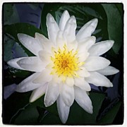 Lillypad Flower In Our Backyard Pond Photograph by Dustin K Ryan