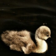 Lone Cygnet Photograph by Call Me Abbie - Abbie Shores