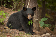 Lonely Bear Photograph by Joye Ardyn Durham