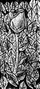 Whispers of Blooms - Rosebud Amongst Fallen Leaves Drawing by Djurdjina Jovanovic