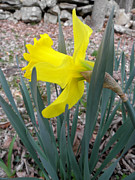 Long Trumpet Daff Photograph by Kim Galluzzo Long Trumpet Daff Photograph by Kim Galluzzo