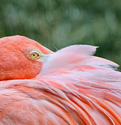 Looking at You  by Kim Hojnacki
