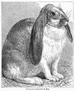 Lop-eared Rabbit Photograph by Granger