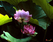 Lotus--Dimensions 20H Photograph by Gerry Gantt
