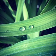 Love Drops Photograph by Adam Vance