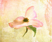 Love Letter VI Photograph by Jai Johnson