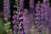 Lupines Photograph by Jakub Sisak