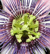 Macro Explosion Photograph by Kim Galluzzo