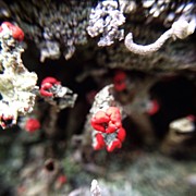 Macro Moss Photograph by Natasha Marco
