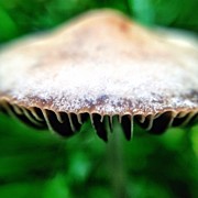 Macro Mushroom Flying Saucer Photograph by Natasha Marco