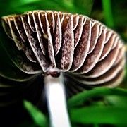 Macro Mushroom Photograph by Natasha Marco