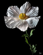 Matilija Poppy Photograph by Endre Balogh Matilija Poppy Photograph by Endre Balogh