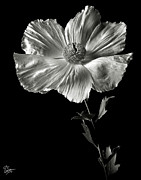 Matilija Poppy in Black and White Photograph by Endre Balogh Matilija Poppy in Black and White Photograph by Endre Balogh