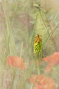 Midsummer's Daydream Photograph by Marilyn Cornwell