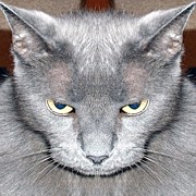 Mirror Cat Photograph by Cameron Bentley