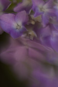Misty Purple Photograph by Tony Locke