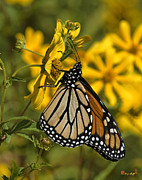 Monarch Butterfly on Tickseed Sunflower DIN146 Photograph by Gerry Gantt