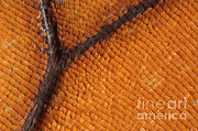 Monarch Butterfly Wing Scales Photograph by Raul Gonzalez Perez