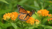 Monarch in Motion Photograph by Robert E Alter Reflections of Infinity