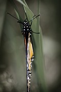 Monarch on a Blade of Grass Photograph by Scott Hovind
