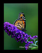 'Monarch on Buddleia' Photograph by PJQandFriends Photography 'Monarch on Buddleia' Photograph by PJQandFriends Photography