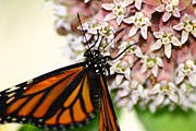 Monarch on Milkweed 4 Photograph by Scott Hovind