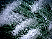 Morning Droplets Photograph by Julie Palencia