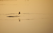 Morning Ritual Photograph by Melany Sarafis