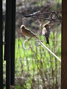 Morning Visitors Photograph by Rory Siegel
