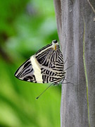 Mosaic Butterfly Photograph by Peggy King
