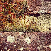 Moss Wall Abstract Photograph by Nic Squirrell