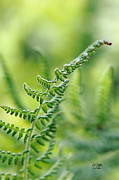 Mountain Fern Photograph by Lois Bryan
