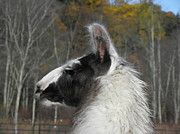 Mr Alpaca in the country Photograph by Kim Galluzzo Mr Alpaca in the country Photograph by Kim Galluzzo