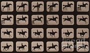 Muybridge Locomotion Horse Leaping Photograph by Photo Researchers