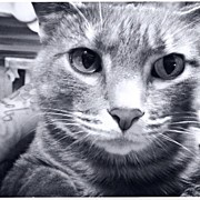 My Cat Won't Let Me Paint Photograph by Abril Andrade