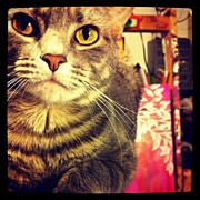 My Fat Cat Again Photograph by Abril Andrade
