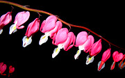 My Pink Hearts Trail  Photograph by Kim Galluzzo