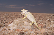 Namaqua Chameleon Chamaeleo Namaquensis Photograph by Michael & Patricia Fogden Namaqua Chameleon Chamaeleo Namaquensis Photograph by Michael & Patricia Fogden