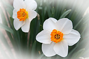 Narcissus Ice Follies 2 In The Mist Photograph by Andee Design