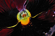 Nature's Amazing Colors - Pansy Photograph by Kaye Menner