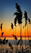 New Day Photograph by Rebecca Sherman