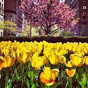 New York City in the Spring Photograph by Vivienne Gucwa