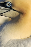 Northern Gannet Close-up Photograph by Jasper Doest Northern Gannet Close-up Photograph by Jasper Doest