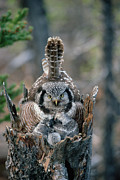 Northern Hawk Owl Surnia Ulula Parent Photograph by Michael Quinton
