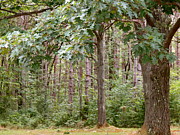 Oak Grove Photograph by Azthet Photography