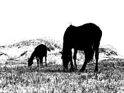 OBX black and white beauties Photograph by Kim Galluzzo
