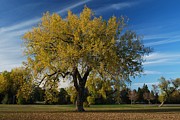 October Tree Photograph by Greni Graph