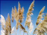 Of Sun and Sky and WInd 2 Photograph by Rory Siegel